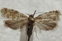Isotrias stramentana