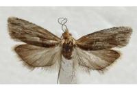 Eucosma cana
