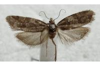 Cnephasia incertana