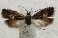 Grapholita compositella