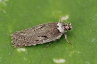 Depressaria absynthiella