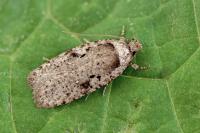 Agonopterix vendettella