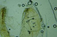 Phyllonorycter insignitella