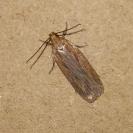 Depressaria daucella