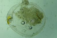 Coleophora therinella
