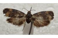 Endothenia oblongana
