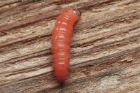 Grapholita funebrana