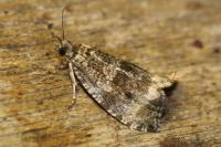 Celypha lacunana