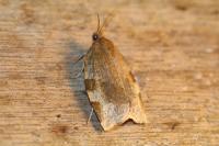 Choristoneura hebenstreitella