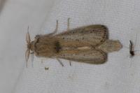 Phragmataecia castaneae