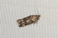 Caryocolum fraternellum