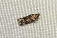 Caryocolum fraternellum
