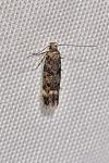 Caryocolum fraternellum
