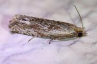 Eucosma