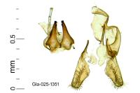 Neurothaumasia tenuipennella