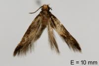 Neurothaumasia tenuipennella