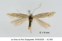 Ptocheuusa paupella