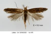 Scrobipalpa acuminatella
