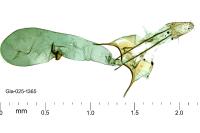 Scrobipalpa acuminatella