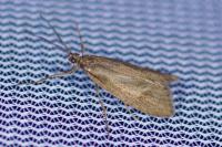 Diurnea lipsiella