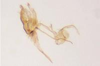 Aproaerema anthyllidella