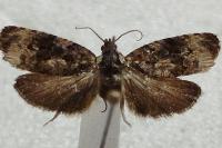 Endothenia gr. gentianaeana