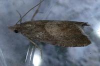 Dichrorampha acuminatana