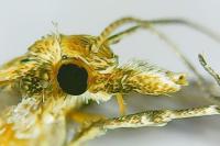 Alucita zonodactyla