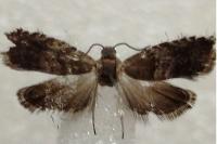 Strophedra nitidana
