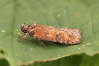 Exaeretia lutosella