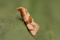 Gynnidomorpha luridana