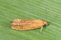 Lathronympha strigana