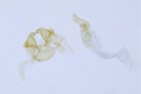 Monochroa hornigi