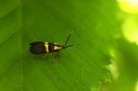 Dasycera oliviella