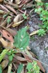 Phyllonorycter millierella