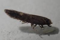 Monochroa rumicetella