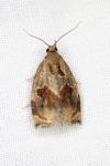 Archips crataegana