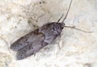 Blastobasis glandulella