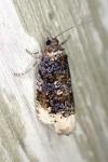 Hedya ochroleucana