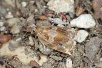 Archips xylosteana