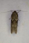 Blastobasis glandulella