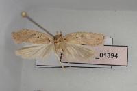 Agonopterix scopariella