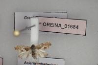 Grapholita jungiella