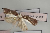 Acleris cristana