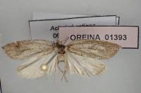 Acleris hastiana