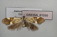 Alabonia geoffrella