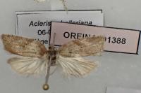 Acleris schalleriana