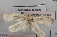 Agonopterix ocellana