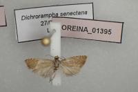 Dichrorampha senectana