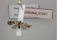 Narycia duplicella